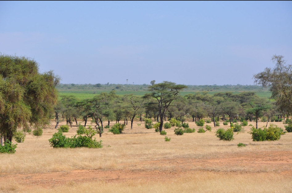 El Sahel central: escenario de nuevas guerras climáticas