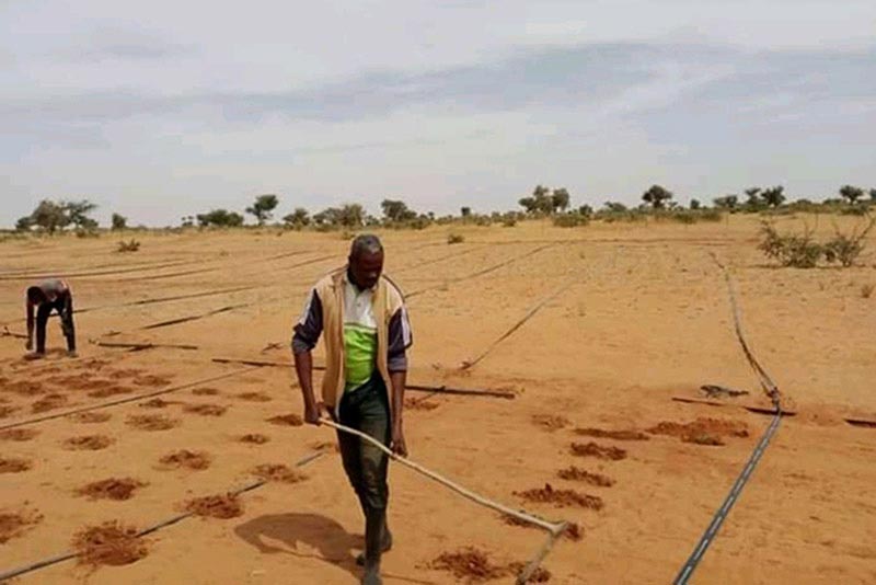 Cultivar con poca o ninguna agua: La técnica zaï en el Sahel