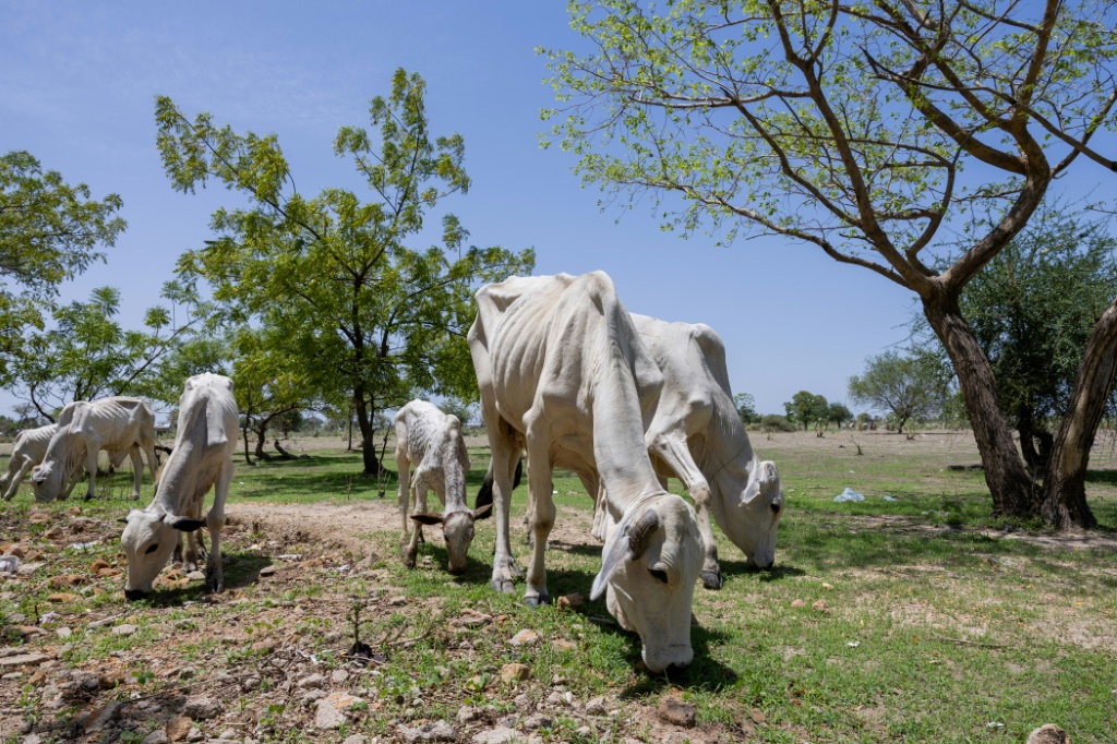 Hay que movilizar ayuda de emergencia para hacer frente a la creciente inseguridad alimentaria en el Sahel