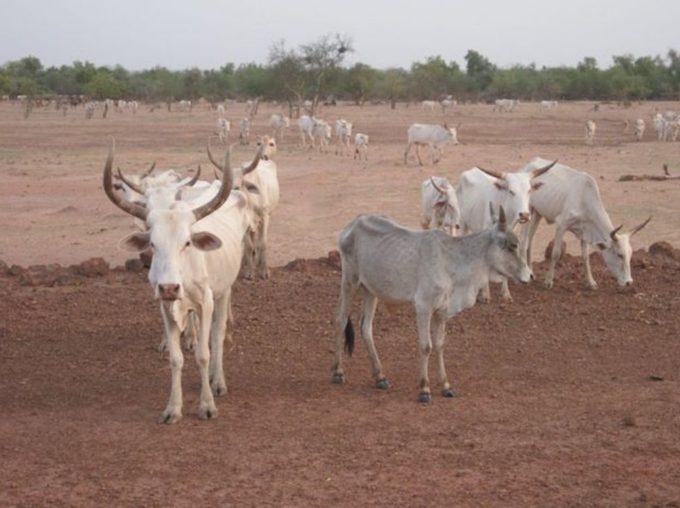 Resumen de los principales acontecimientos acaecidos en el Sahel: 26 Julio – 8 Agosto