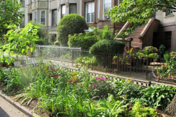 Ciudades que Respiran: Integrando la Biodiversidad en el Corazón del Urbanismo Europeo