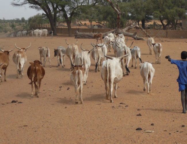 Crisis alimentaria en el Sahel central: un desafío estructural que amenaza la estabilidad regional