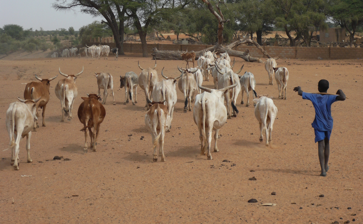 Crisis alimentaria en el Sahel central: un desafío estructural que amenaza la estabilidad regional