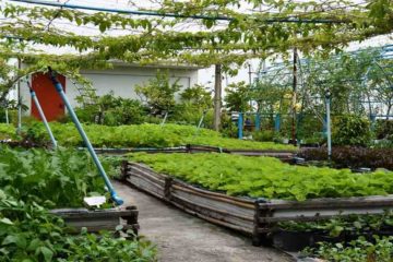 La agricultura en azoteas como vía para la resiliencia urbana en Dhaka