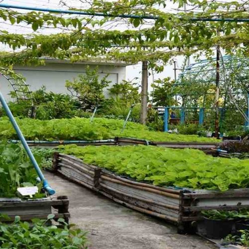 La agricultura en azoteas como vía para la resiliencia urbana en Dhaka