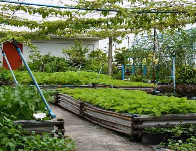 La agricultura en azoteas como vía para la resiliencia urbana en Dhaka