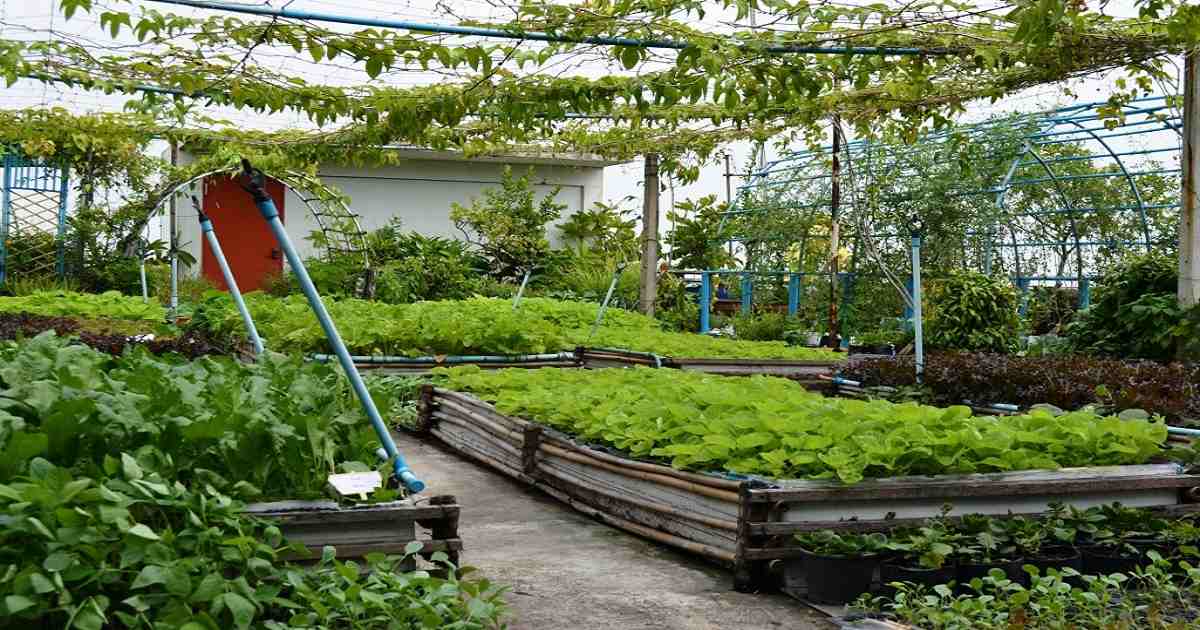 La agricultura en azoteas como vía para la resiliencia urbana en Dhaka