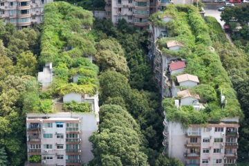 Cuando las Naciones Fallan, las Ciudades Lideran: El Nuevo Frente Urbano contra el Cambio Climático