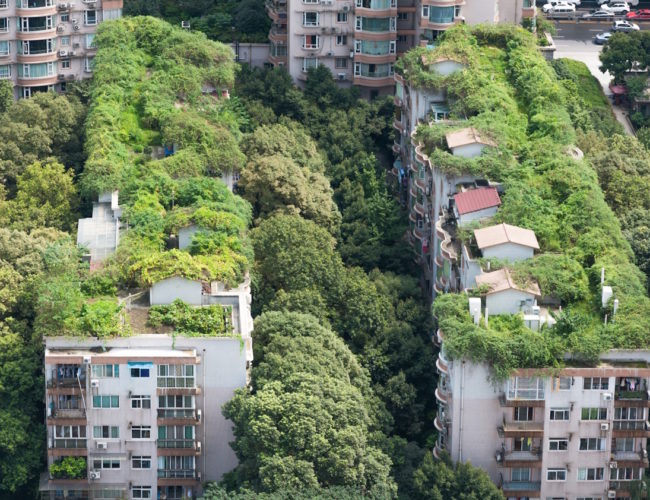 Cuando las Naciones Fallan, las Ciudades Lideran: El Nuevo Frente Urbano contra el Cambio Climático