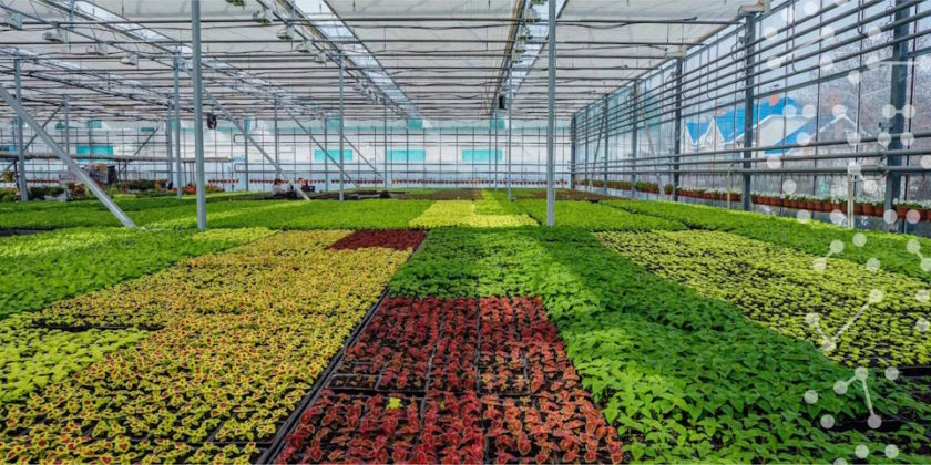 Data, light and sustainability: intelligent greenhouses, artificial intelligence and the future of smart cities