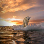 Can Artificial Intelligence Help Us Understand a Changing Planet?