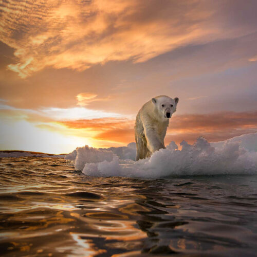 Can Artificial Intelligence Help Us Understand a Changing Planet?