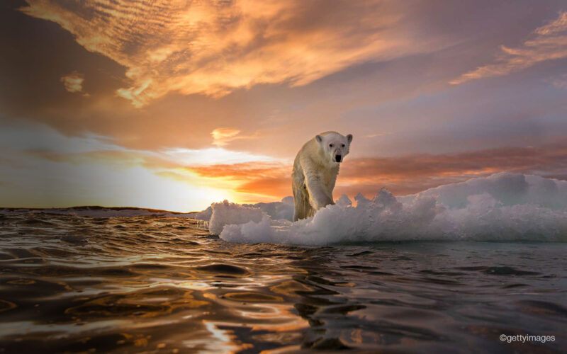 Can Artificial Intelligence Help Us Understand a Changing Planet?